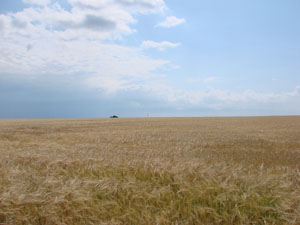23 июля 2009 г. Высота южнее Озерков - фотография Сергея Самодурова