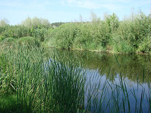 16 июня 2013 г. Река Усманка - фотография Сергея Самодурова