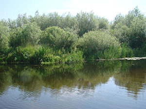29 июня 2013 г. Река Усманка - фотография Сергея Самодурова